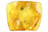 Two Fossil Flies (Diptera) In Baltic Amber #81654-3